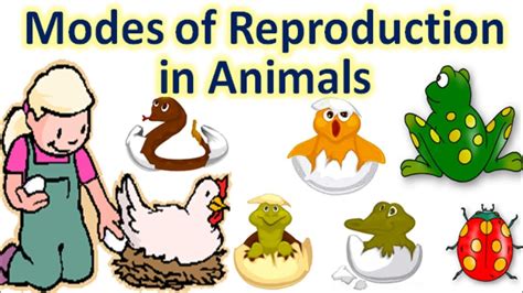Modes Of Reproduction Wikipedia Animal Hatched From Egg - Animal Hatched From Egg