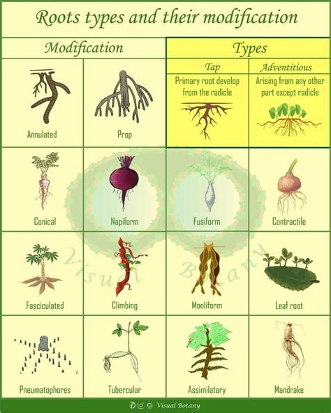 Modification Of Roots