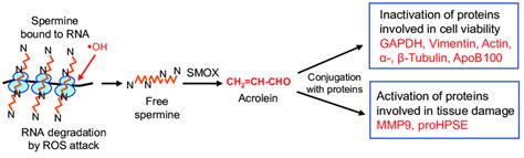 Modifies Proteins Chemically Then Repackages Them