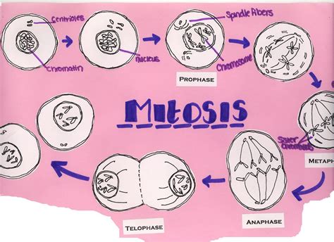 Module 8 Assignment Mitosis And Meiosis Worksheets Mitosis 8th Grade Worksheet - Mitosis 8th Grade Worksheet