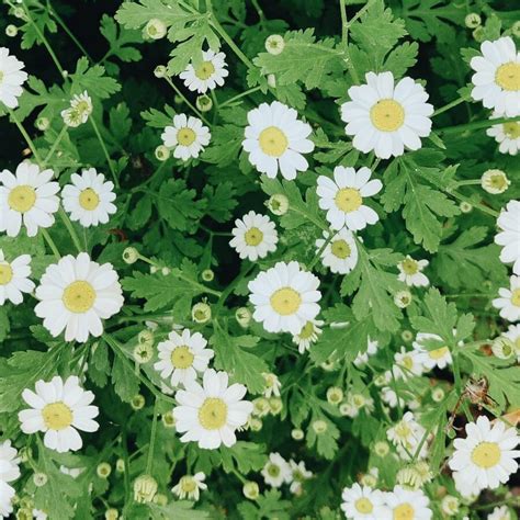 moederkruid betekenis in perzisch