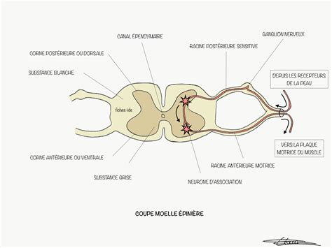 Moelle Epiniere Schema