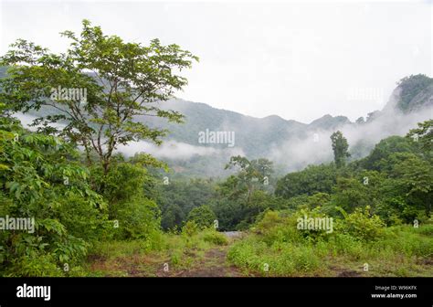 Moist Deciduous Forest