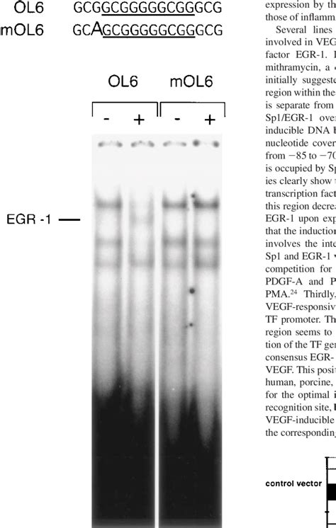 mol6 | Mol6 atom platina Brainlycoid