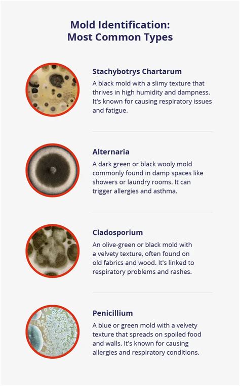 Full Download Mold Identification Guide 