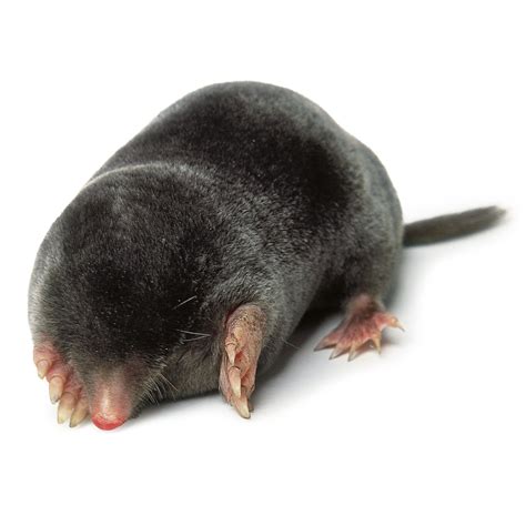 mole