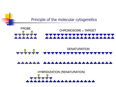 Molecular Cytogenetics Ppt