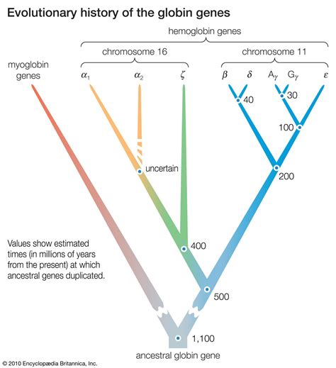Molecular Evolution And Genetic Defects Of Teeth Cells Tissues Organs