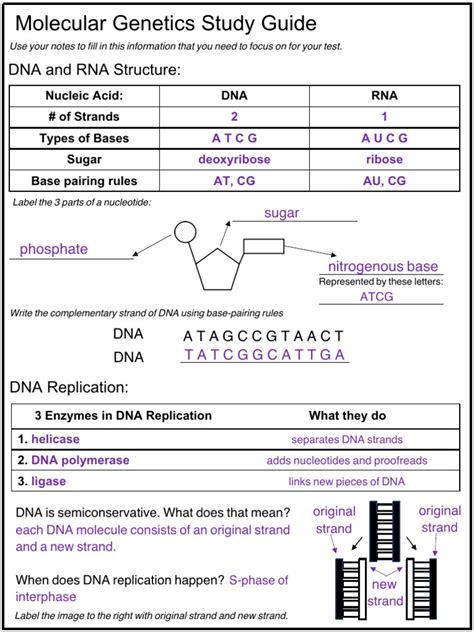 Read Molecular Genetics Study Guide Answers 