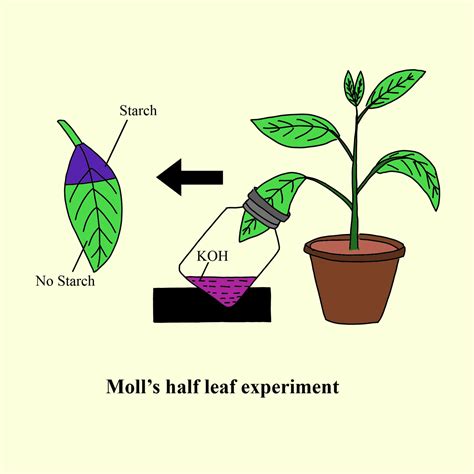 Moll's Half Leaf Experiment