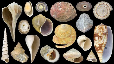 Read Online Molluscs Mollusca Gastropoda Bivalvia From The Upper 