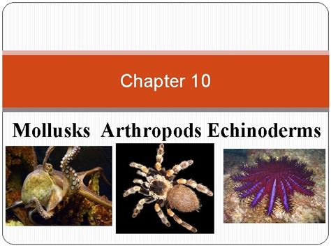 Mollusks Arthropods And Echinoderms Chapter Test