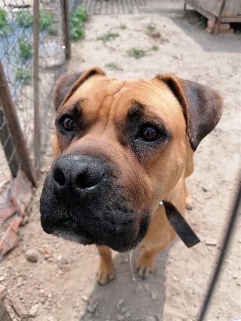 molosser mischlinge in not