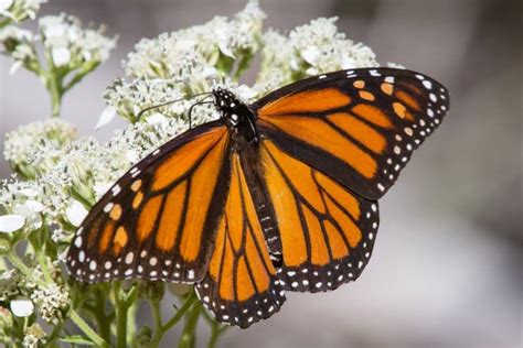 Monarch Butterfly Phylum