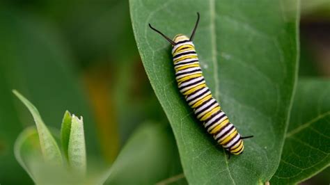 Monarch Caterpillar Found To Switch From Avoiding Milkweed Cat Science - Cat Science