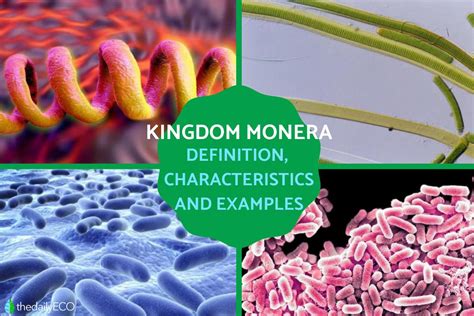Monera Definition Characteristics Amp Quiz Biology Dictionary Bacteria Typical Monerans Worksheet Answers - Bacteria Typical Monerans Worksheet Answers