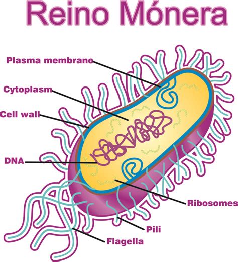 Monera Dibujo Facil
