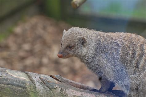 mongoose - Wiktionary