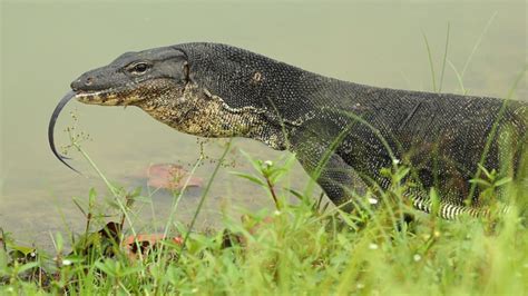 monitor lizard florida