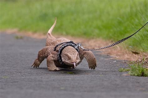 Monitor Lizard Pet