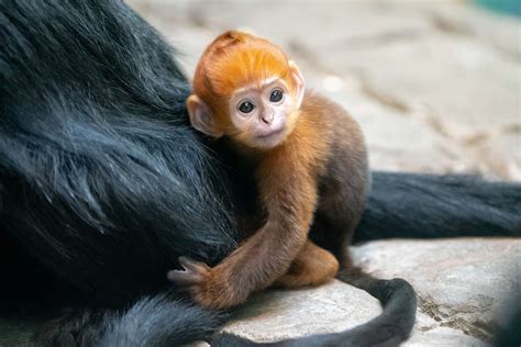 monkey