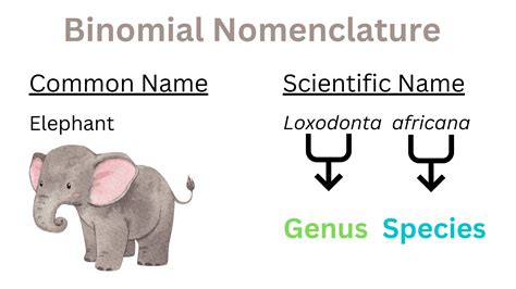 Monkey Binomial Name