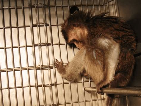 monkey cage evil genius