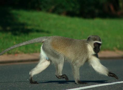 monkey escort