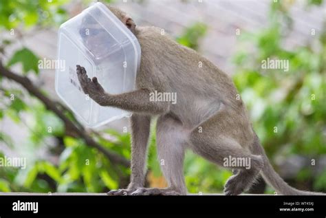 Monkey Holding A Box