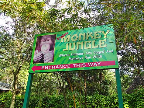 monkey jungle florida