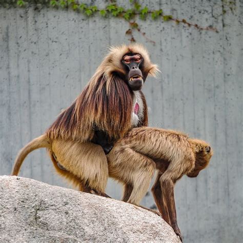 monkey nudes