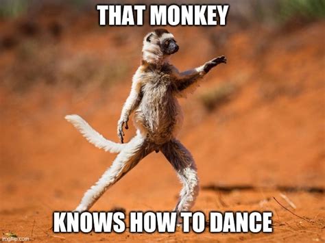 Why Monkey Animated Gif Maker - Piñata Farms - The best meme generator and  meme maker for video & image memes