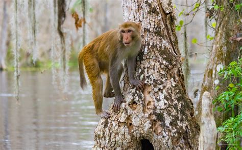 monkeys in florida