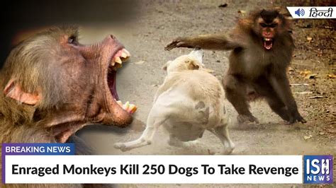 monkeys kill dogs footage