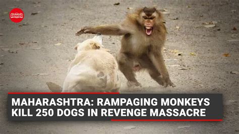 monkeys kill dogs footage