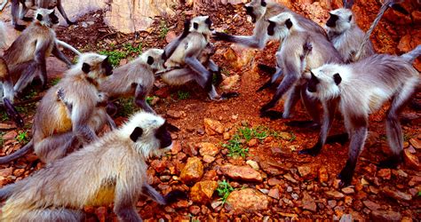 monkeys kill dogs in india