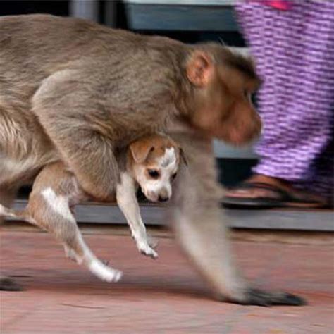 monkeys kill dogs india reddit