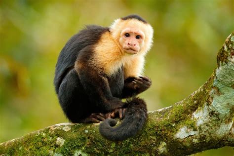 monkeys of the amazon