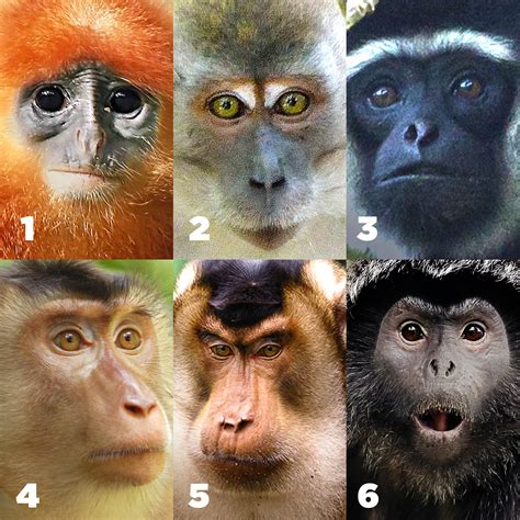 Download Monkeys And Apes In The Wild 
