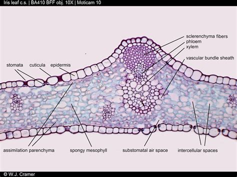 Monocot Leaf Cross Section