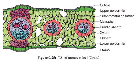 Monocot Leaf Cross Section Labeled