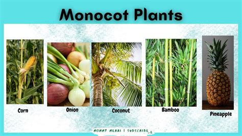 Monocot Plants Examples