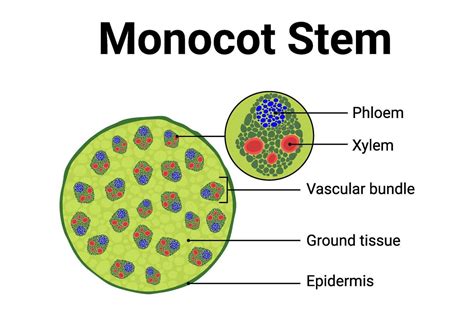 Monocot Stem Diagram