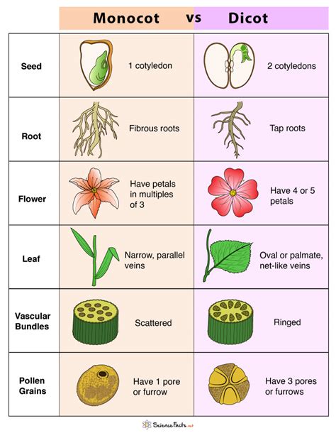 Monocot Vs Dicot