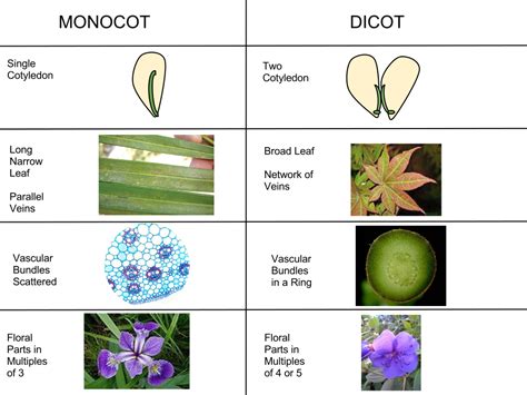 Monocot Vs Dicot Differences And Examples Monocot And Dicot Worksheet - Monocot And Dicot Worksheet