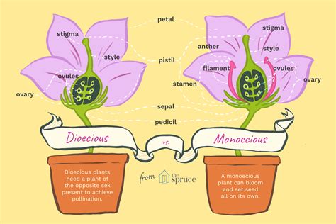 Monoecious Plants Examples