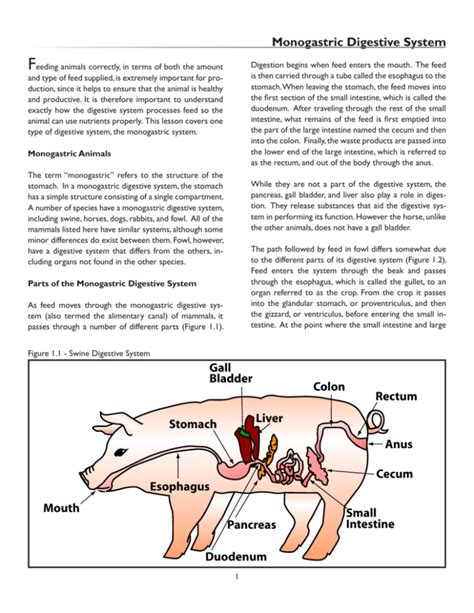 Monogastric Digestive System