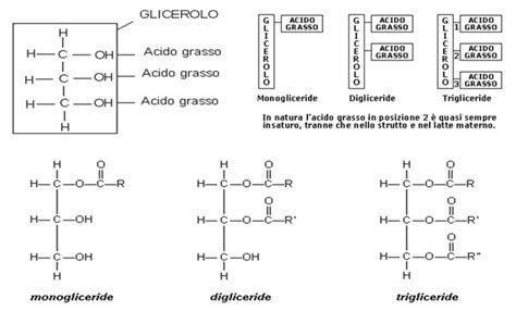 monogliceridi digliceridi e trigliceridi