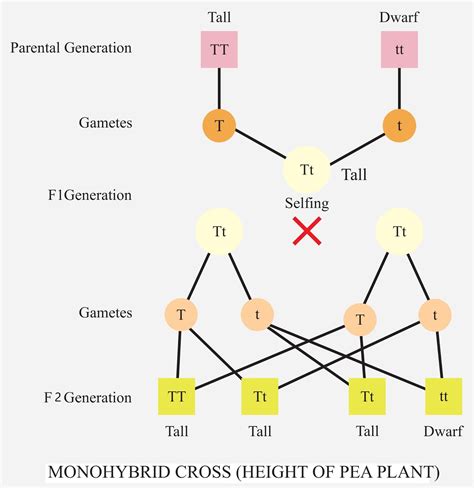 Monohybrid Cross Example