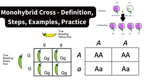 Monohybrid Cross Problems 2 Answer Key